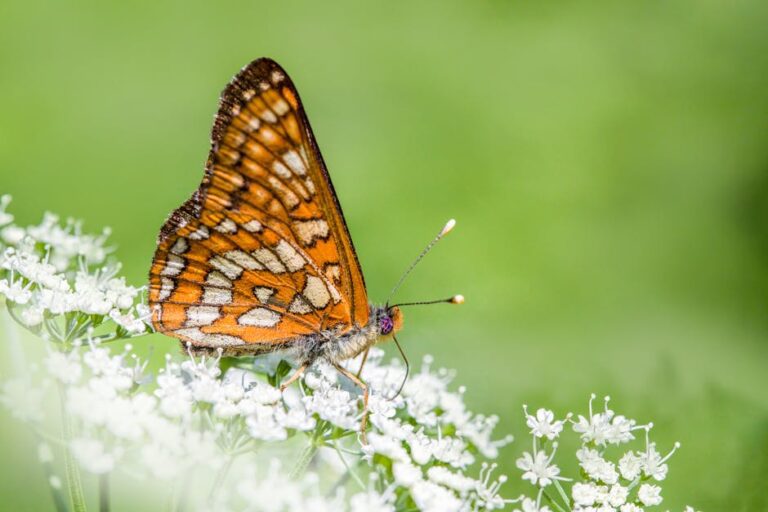 Küçük Kelebek ve Renkli Çiçekler
