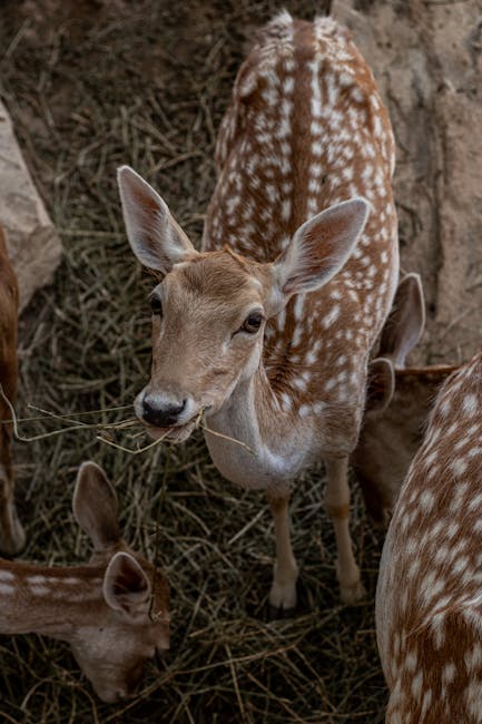 Küçük Korkak Geyik