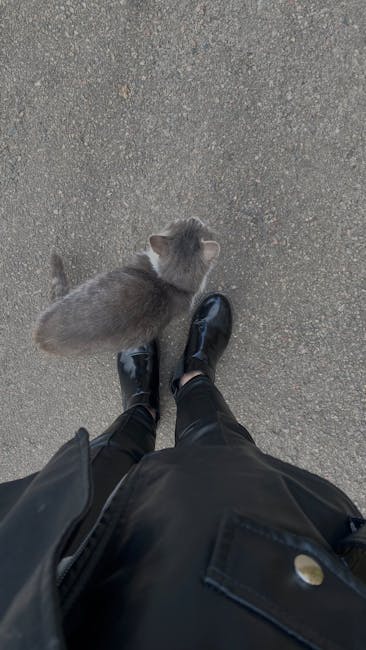 Mavi Ayakkabılı Kedi