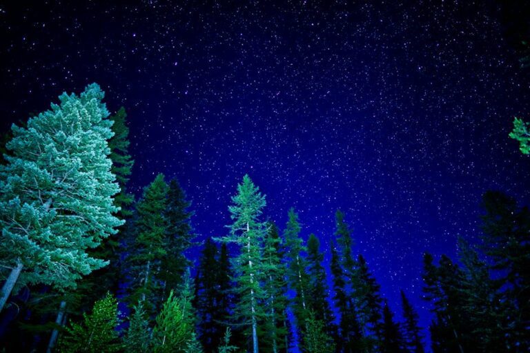 Yıldızlı Gece ve Düşler Ormanı