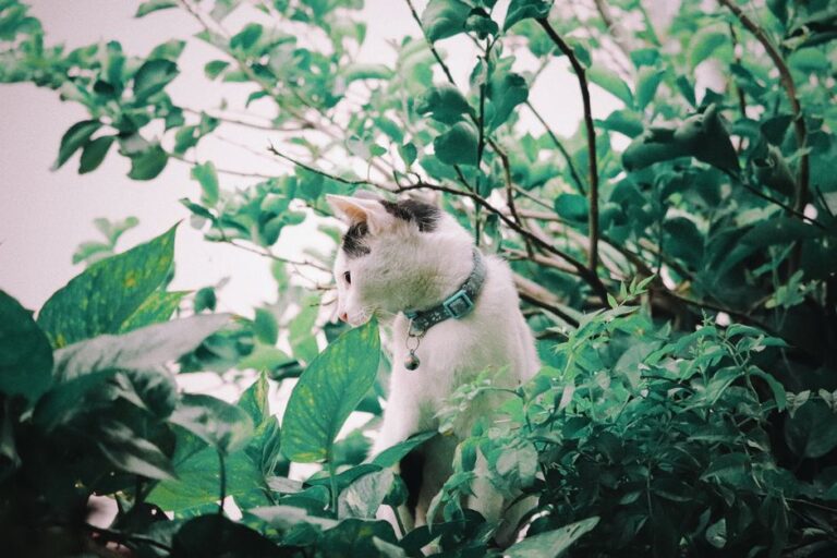 Ayışığı Ormanı ve Cesur Kedi