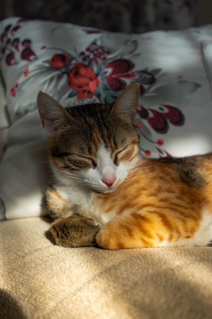 Küçük Hayalperest Kedi