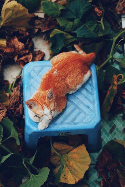 Küçük Kedi Mavi ve Renkli Orman